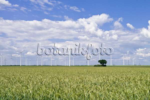 534231 - Wheat field with wind turbines, Brandenburg, Germany