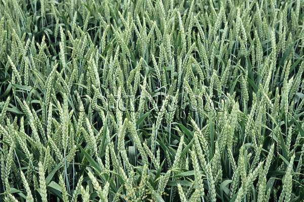 442053 - Wheat (Triticum aestivum)