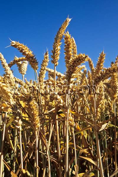 442061 - Wheat (Triticum aestivum)