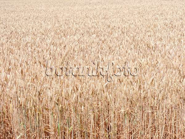 486251 - Wheat (Triticum aestivum)