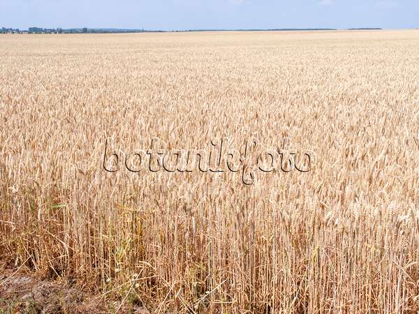 486252 - Wheat (Triticum aestivum)