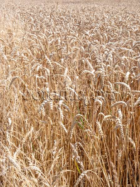 486254 - Wheat (Triticum aestivum)