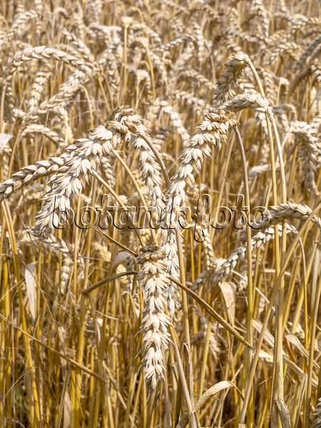487191 - Wheat (Triticum aestivum)