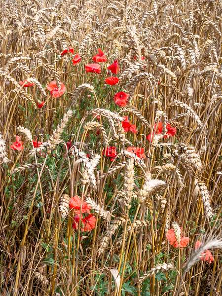 487192 - Wheat (Triticum aestivum) and corn poppy (Papaver rhoeas)