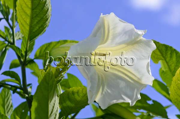 572077 - White angel's trumpet (Brugmansia suaveolens)