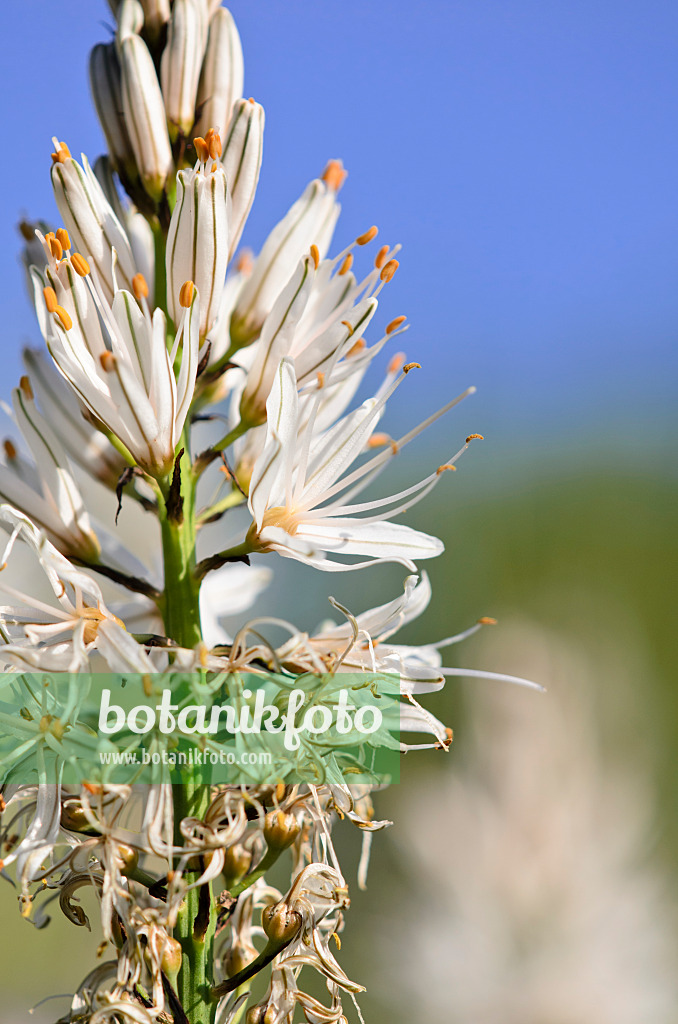 520362 - White asphodel (Asphodelus albus)