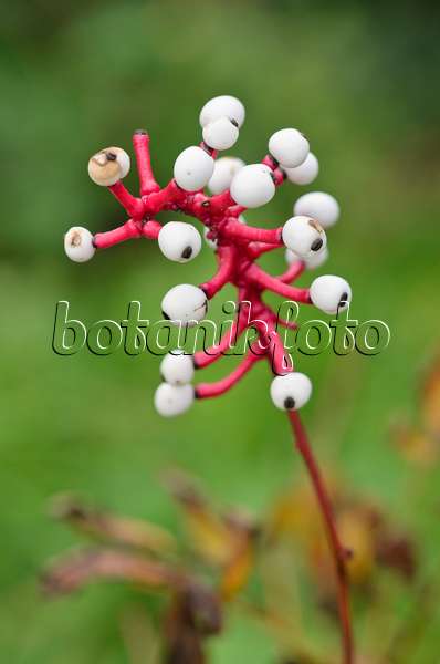 549049 - White baneberry (Actaea pachypoda)