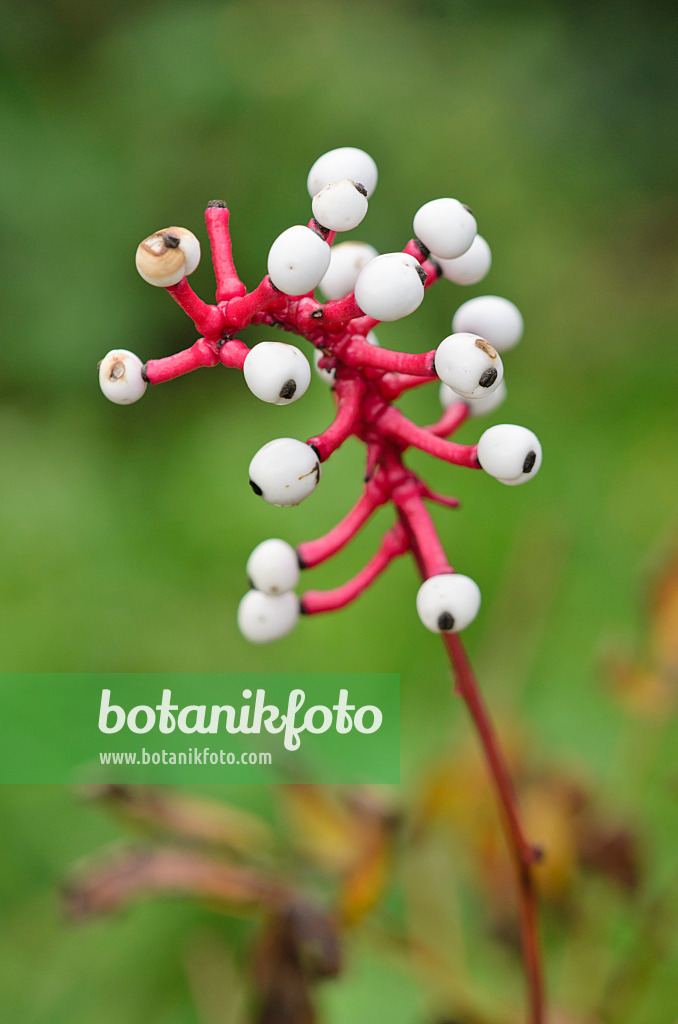 549049 - White baneberry (Actaea pachypoda)