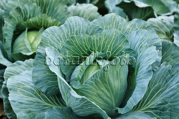 430232 - White cabbage (Brassica oleracea var. capitata f. alba)