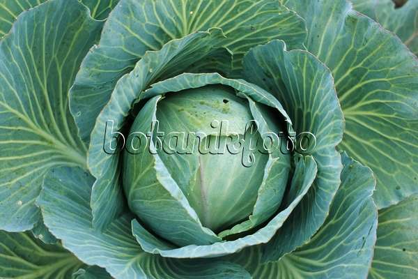 430233 - White cabbage (Brassica oleracea var. capitata f. alba)