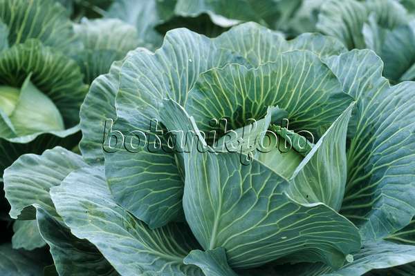 430234 - White cabbage (Brassica oleracea var. capitata f. alba)