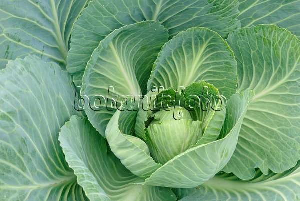 482021 - White cabbage (Brassica oleracea var. capitata f. alba)