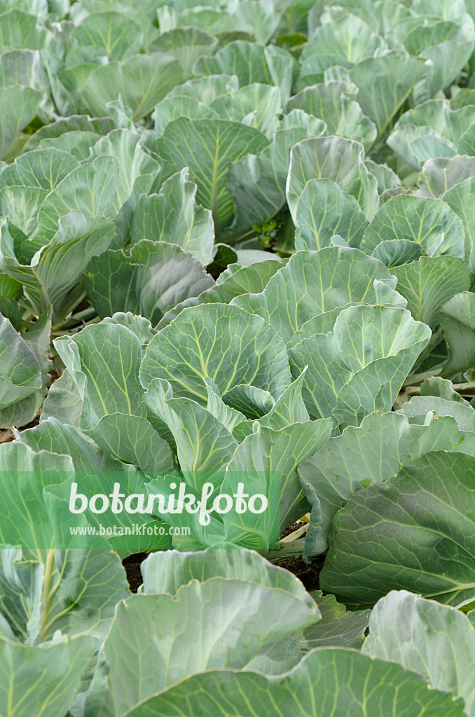 497070 - White cabbage (Brassica oleracea var. capitata f. alba 'Bloktor')