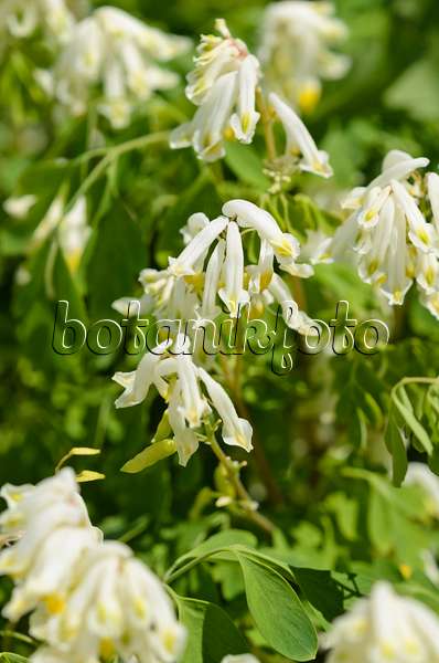 533213 - White corydalis (Pseudofumaria alba syn. Corydalis ochroleuca)