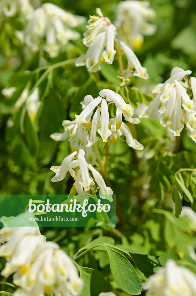 533213 - White corydalis (Pseudofumaria alba syn. Corydalis ochroleuca)