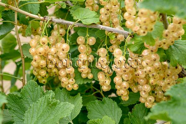 558236 - White currant (Ribes rubrum 'Werdavia')