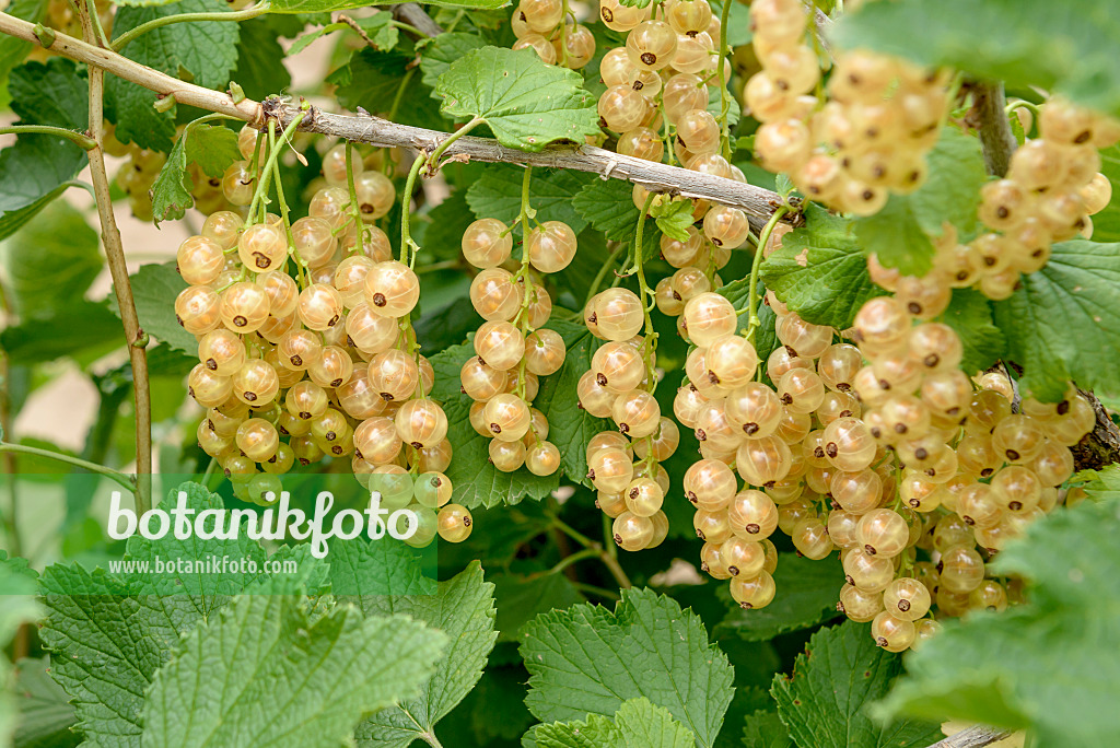 558236 - White currant (Ribes rubrum 'Werdavia')