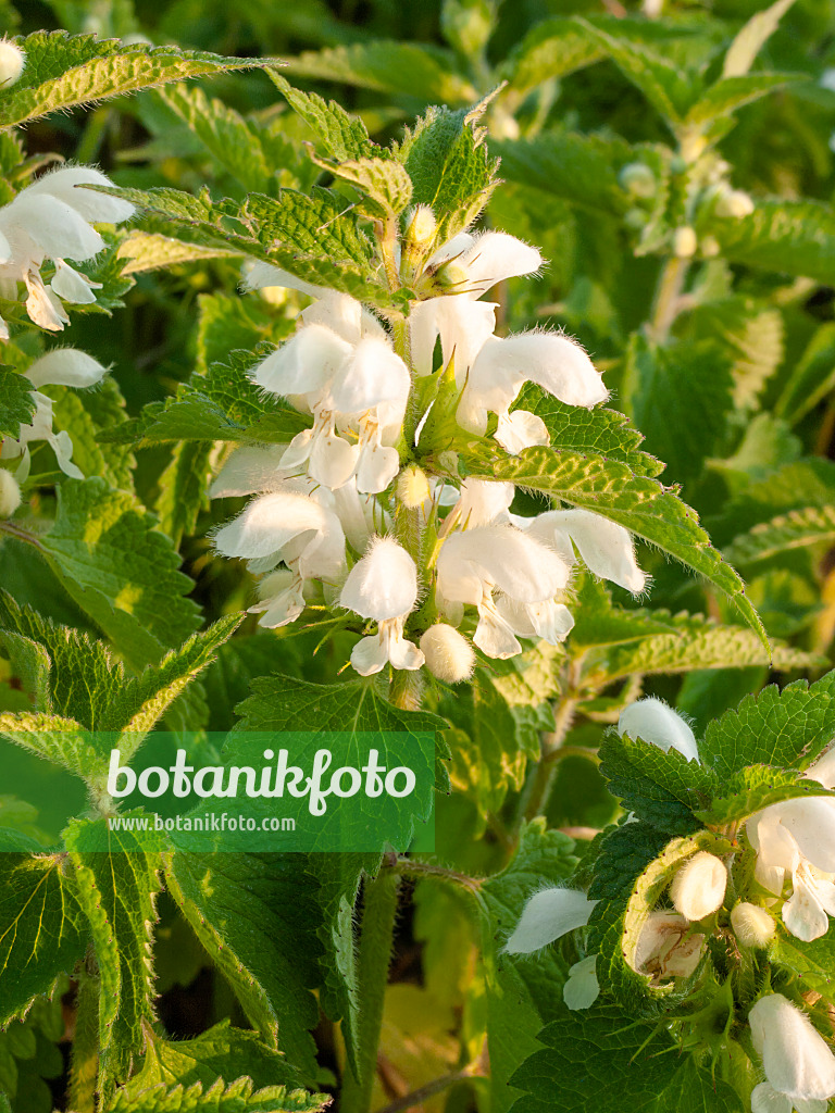 401284 - White dead nettle (Lamium album)