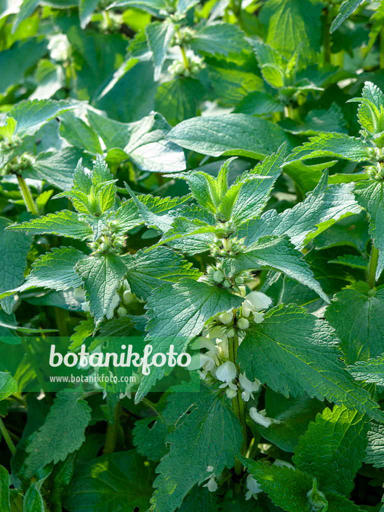 460045 - White dead nettle (Lamium album)