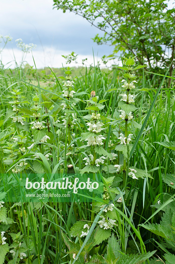 508036 - White dead nettle (Lamium album)