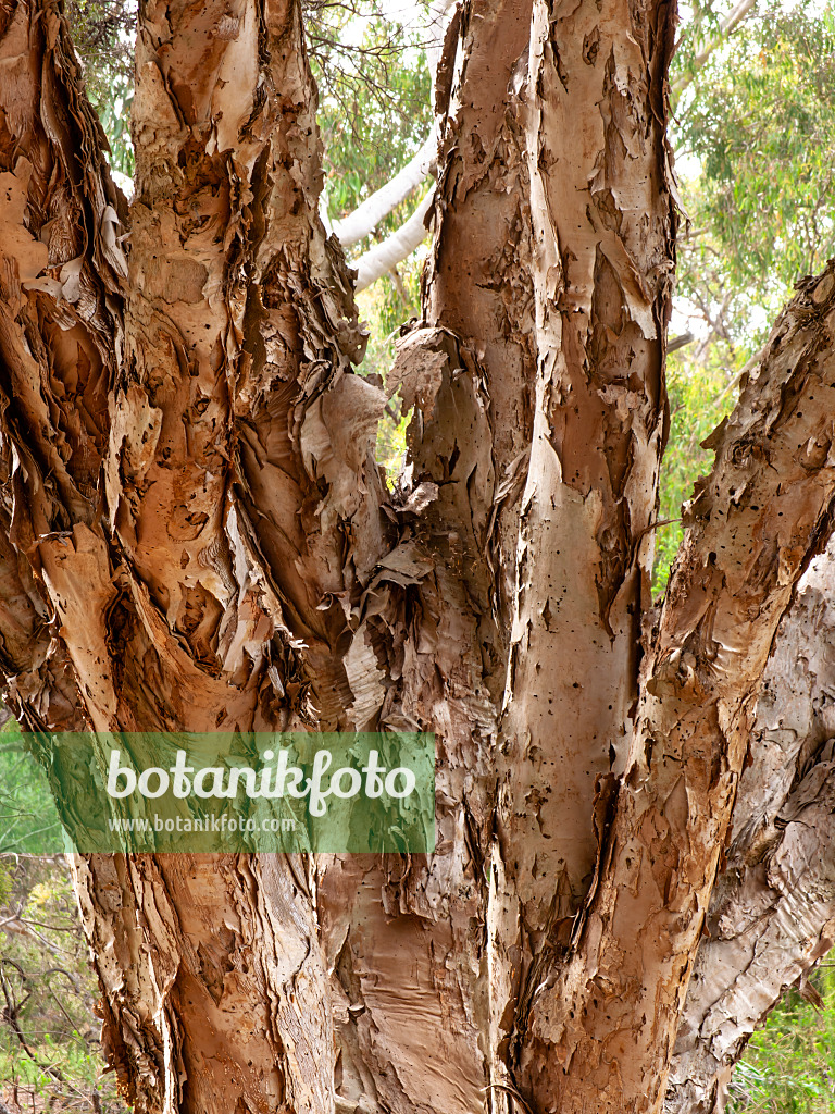 455334 - White feather honey myrtle (Melaleuca decora)