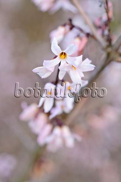 471022 - White forsythia (Abeliophyllum distichum)