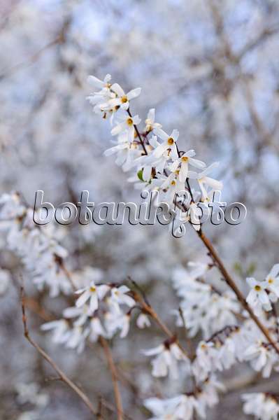 483112 - White forsythia (Abeliophyllum distichum)