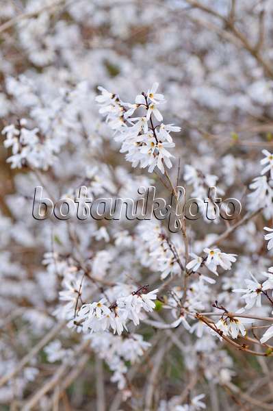 483113 - White forsythia (Abeliophyllum distichum)