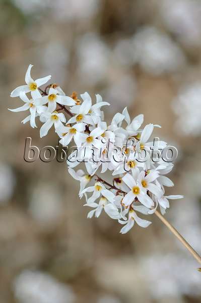 593001 - White forsythia (Abeliophyllum distichum)