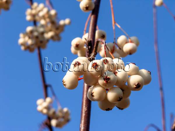 430094 - White-fruited rowan (Sorbus glabrescens)