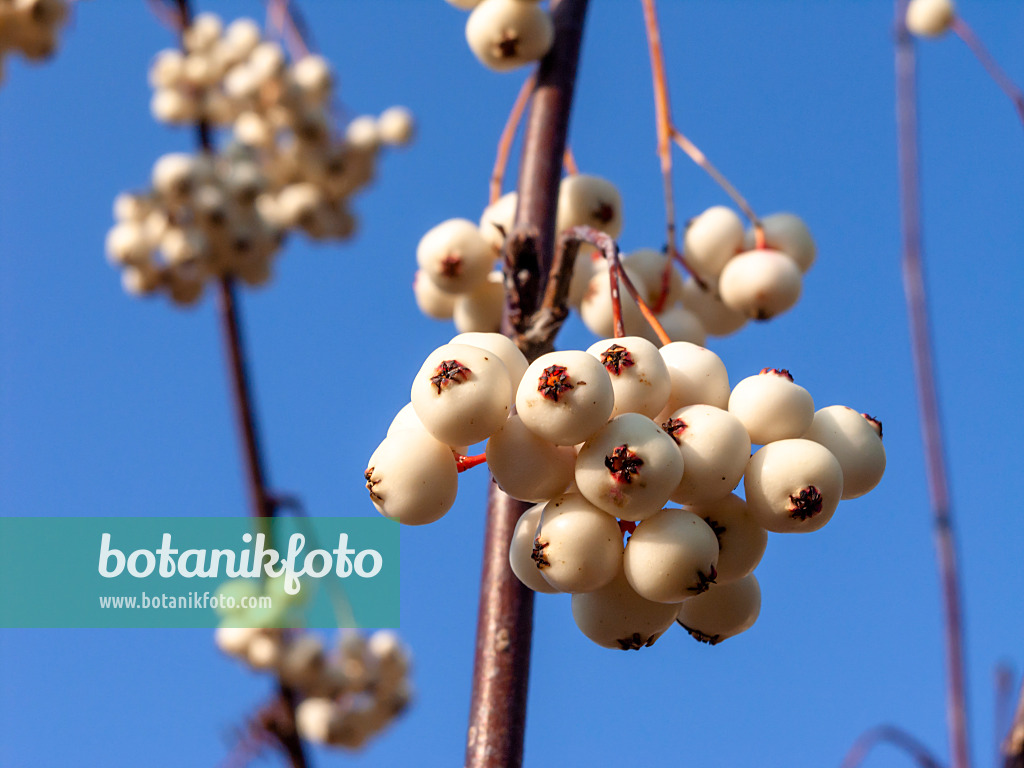 430094 - White-fruited rowan (Sorbus glabrescens)