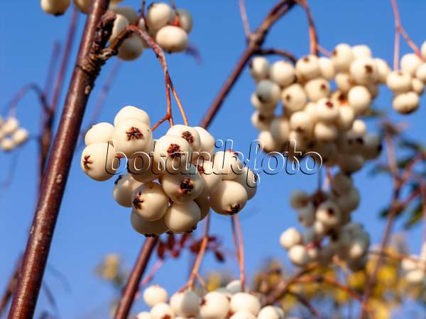 430095 - White-fruited rowan (Sorbus glabrescens)