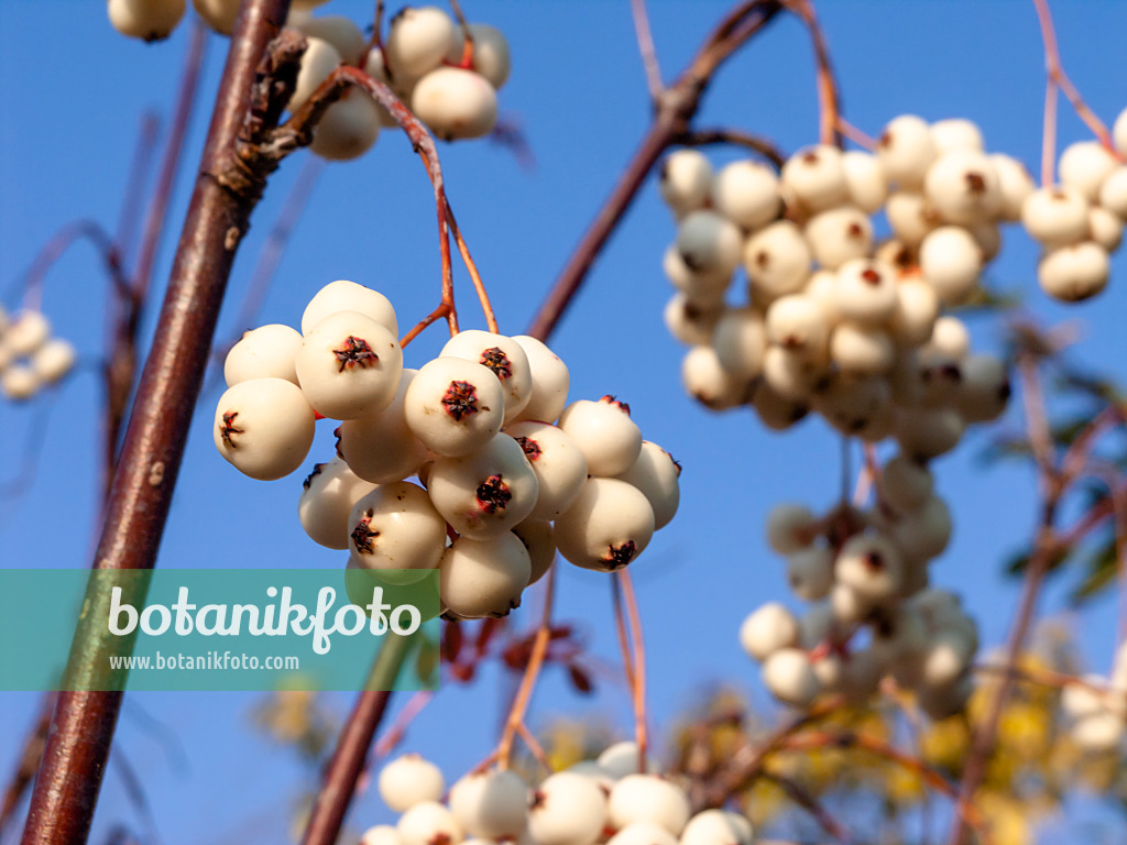 430095 - White-fruited rowan (Sorbus glabrescens)