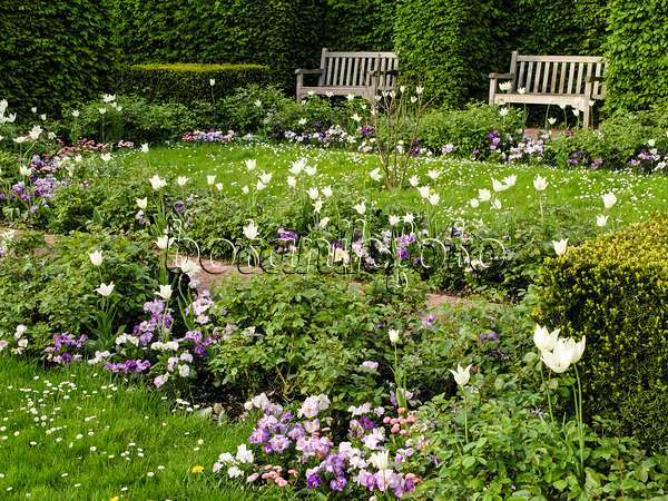 425009 - White garden with tulips, Britzer Garten, Berlin, Germany