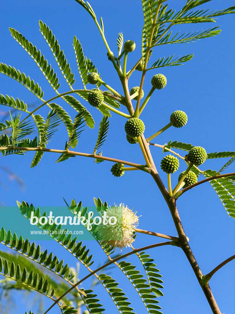 429004 - White leadtree (Leucaena leucocephala)