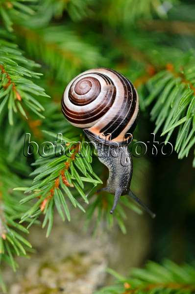 523089 - White-lipped snail (Cepaea hortensis)