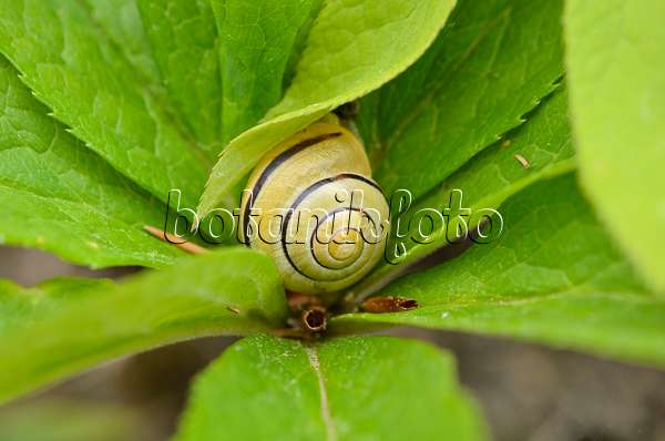 533003 - White-lipped snail (Cepaea hortensis) and hellebore (Helleborus)