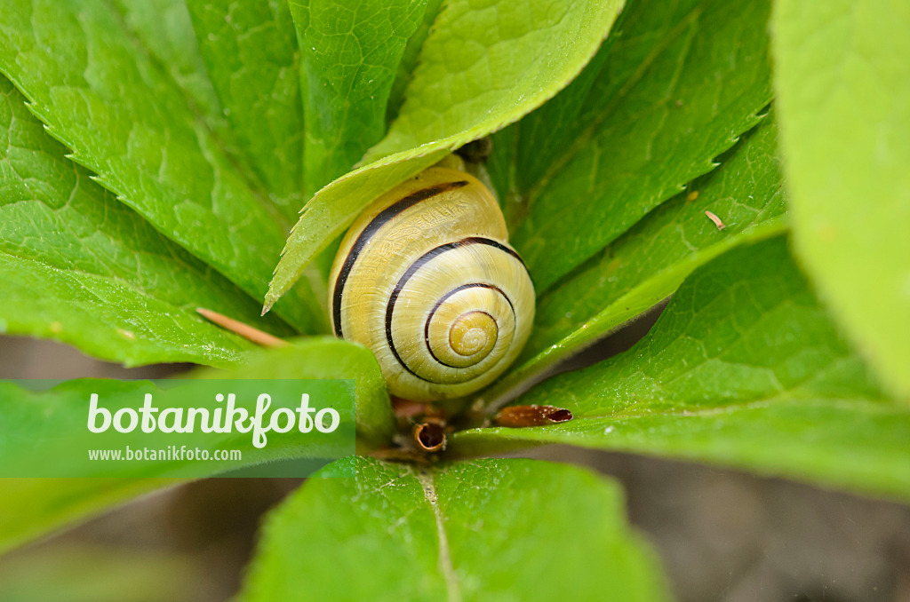 533003 - White-lipped snail (Cepaea hortensis) and hellebore (Helleborus)