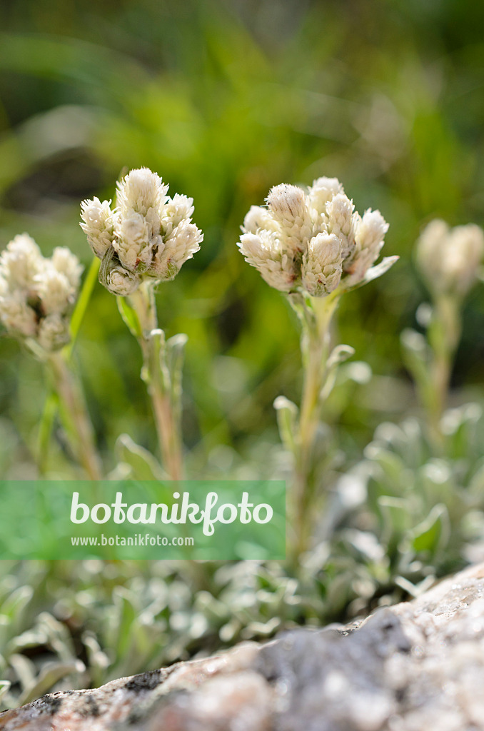 508367 - White-margined pussytoes (Antennaria marginata)