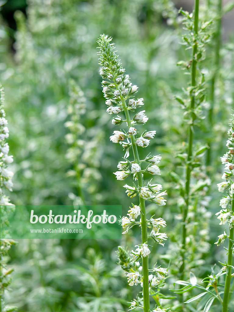 439377 - White mignonette (Reseda alba)