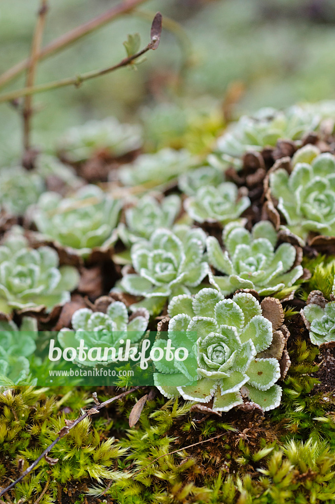 469002 - White mountain saxifrage (Saxifraga paniculata)