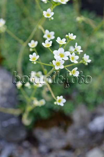 472125 - White mountain saxifrage (Saxifraga paniculata)