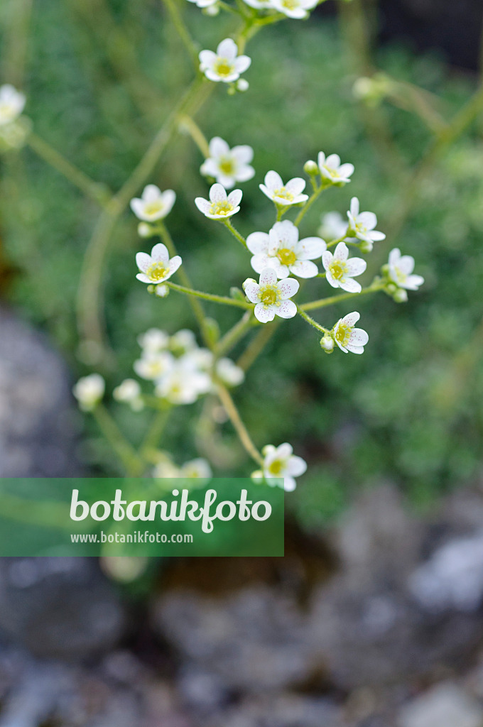 472125 - White mountain saxifrage (Saxifraga paniculata)