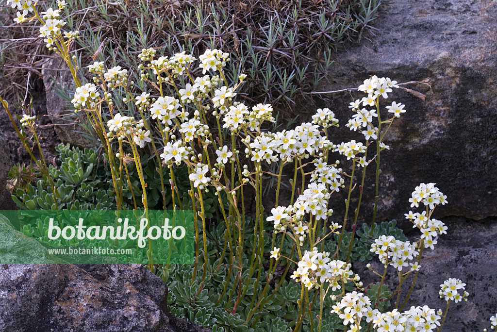 570049 - White mountain saxifrage (Saxifraga paniculata)