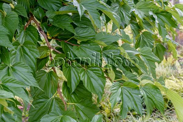 593147 - White mulberry (Morus alba 'Macrophylla')