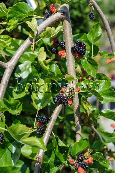593148 - White mulberry (Morus alba 'Pendula')
