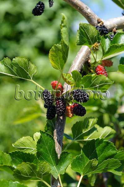 593149 - White mulberry (Morus alba 'Pendula')