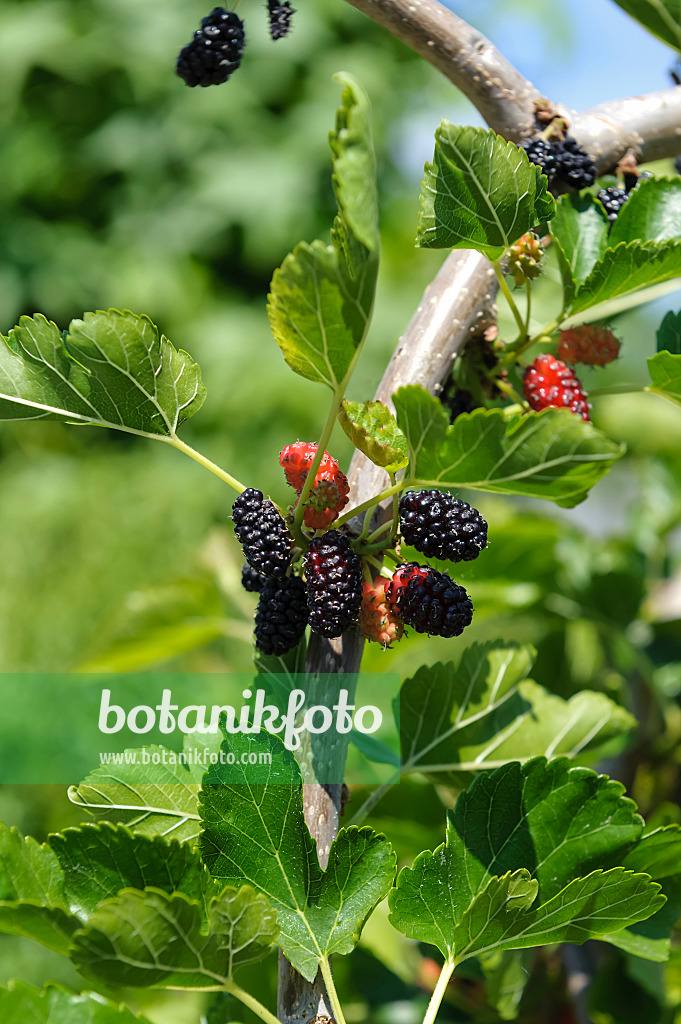 593149 - White mulberry (Morus alba 'Pendula')