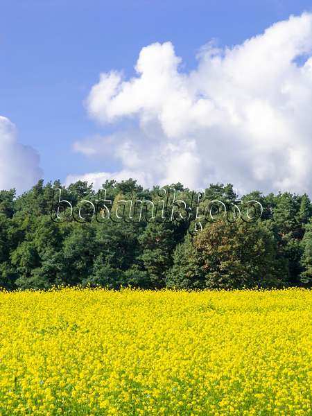 524230 - White mustard (Sinapis alba syn. Brassica alba)