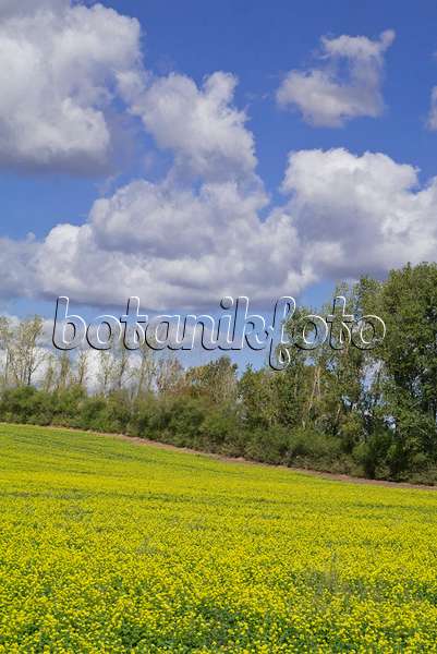 597012 - White mustard (Sinapis alba syn. Brassica alba)